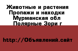 Животные и растения Пропажи и находки. Мурманская обл.,Полярные Зори г.